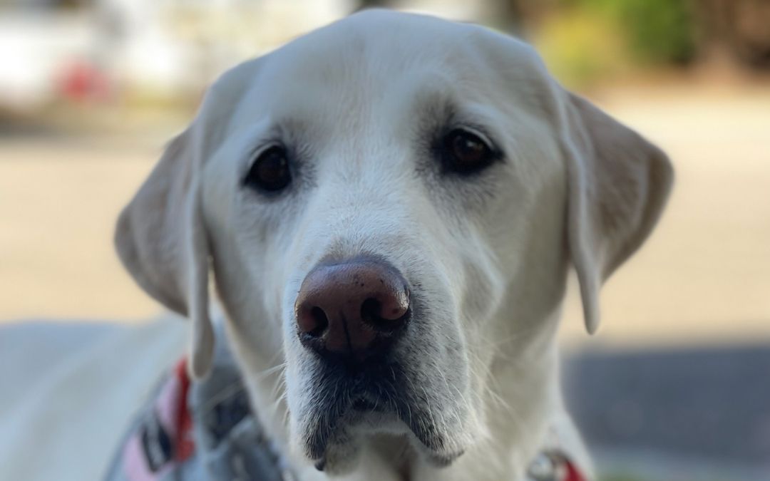 cute yellow lab